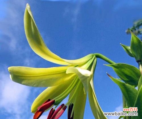 百合花的含义及传统文化中的应用 百合花