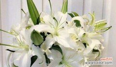 百合花的含义及传统文化中的应用 百合花