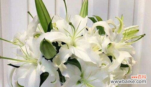 百合花的含义及传统文化中的应用 百合花