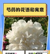 旌节花象征着什么？它的花语有哪些特别之处？