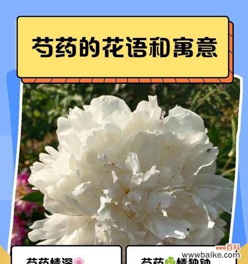 旌节花象征着什么?它的花语有哪些特别之处?