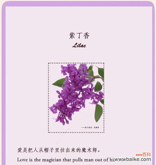 旌节花象征着什么?它的花语有哪些特别之处?