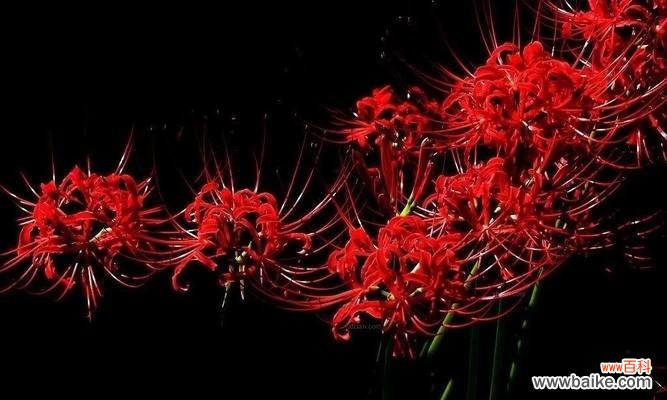 黑色蔓珠莎华的花语是什么？