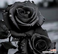 黑色蔓珠莎华的花语是什么？