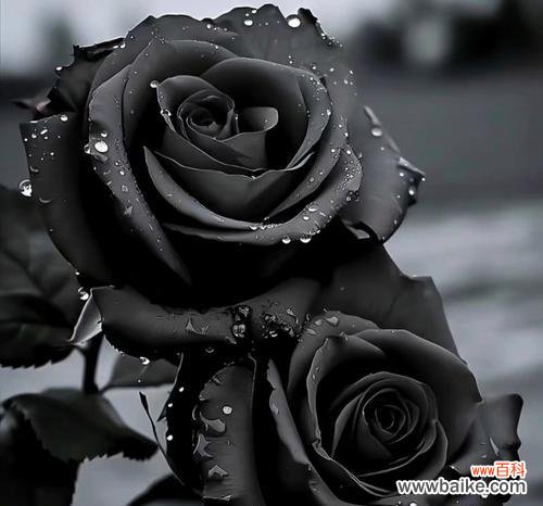 黑色蔓珠莎华的花语是什么？