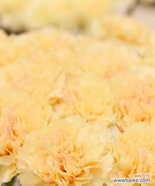 黄色花象征着什么意义？黄颜色花的寓意是什么？