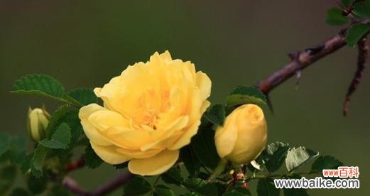 黄色花象征着什么意义？黄颜色花的寓意是什么？