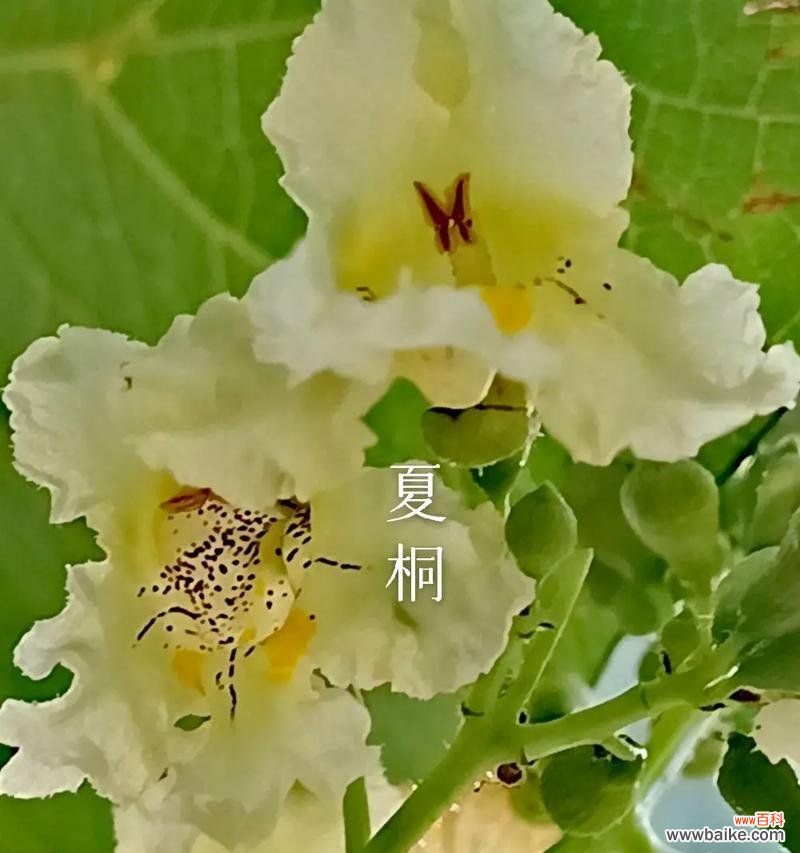 黄色花象征着什么意义？黄颜色花的寓意是什么？