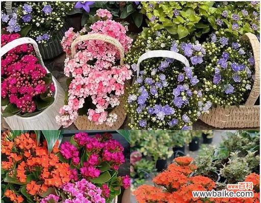 父亲节送什么花束寓意好?