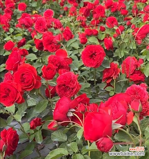 老公送红色玫瑰花代表什么？红色玫瑰花的寓意是什么？