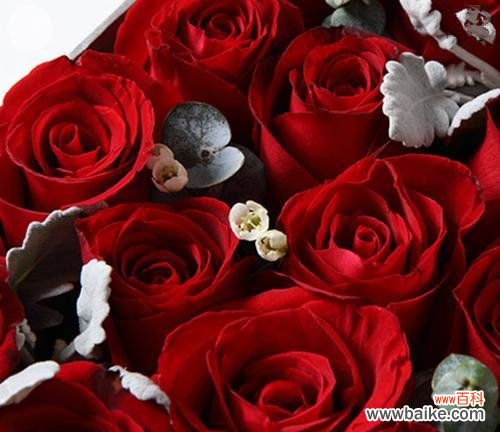 红色腊梅和玫瑰花组合的含义是什么？
