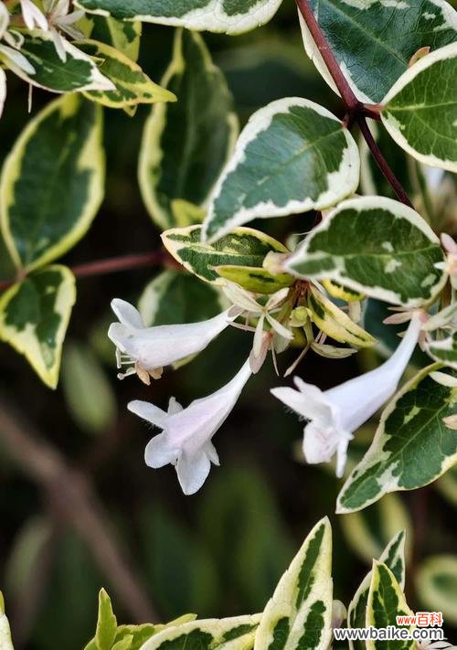 白绿色花卉的花语是什么?如何表达情感?