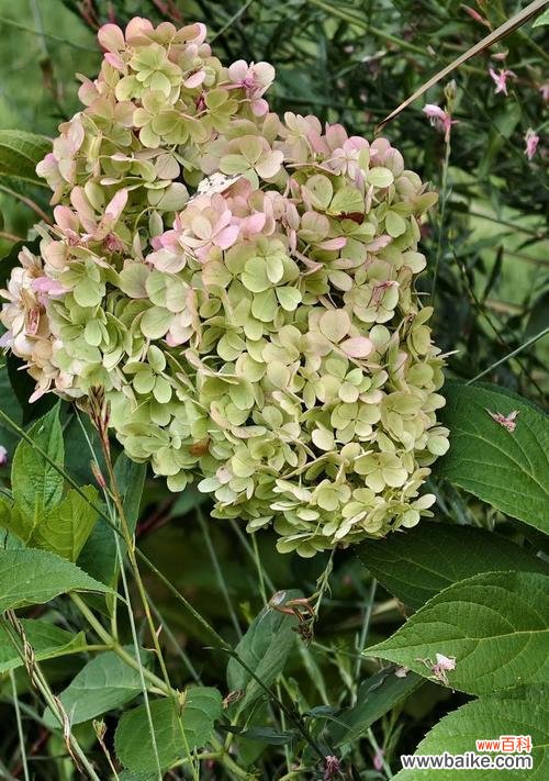 白绿色花卉的花语是什么?如何表达情感?