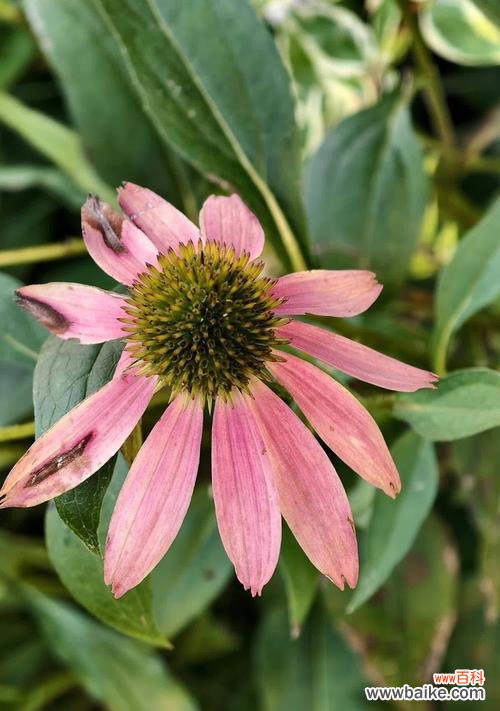 白绿色花卉的花语是什么?如何表达情感?