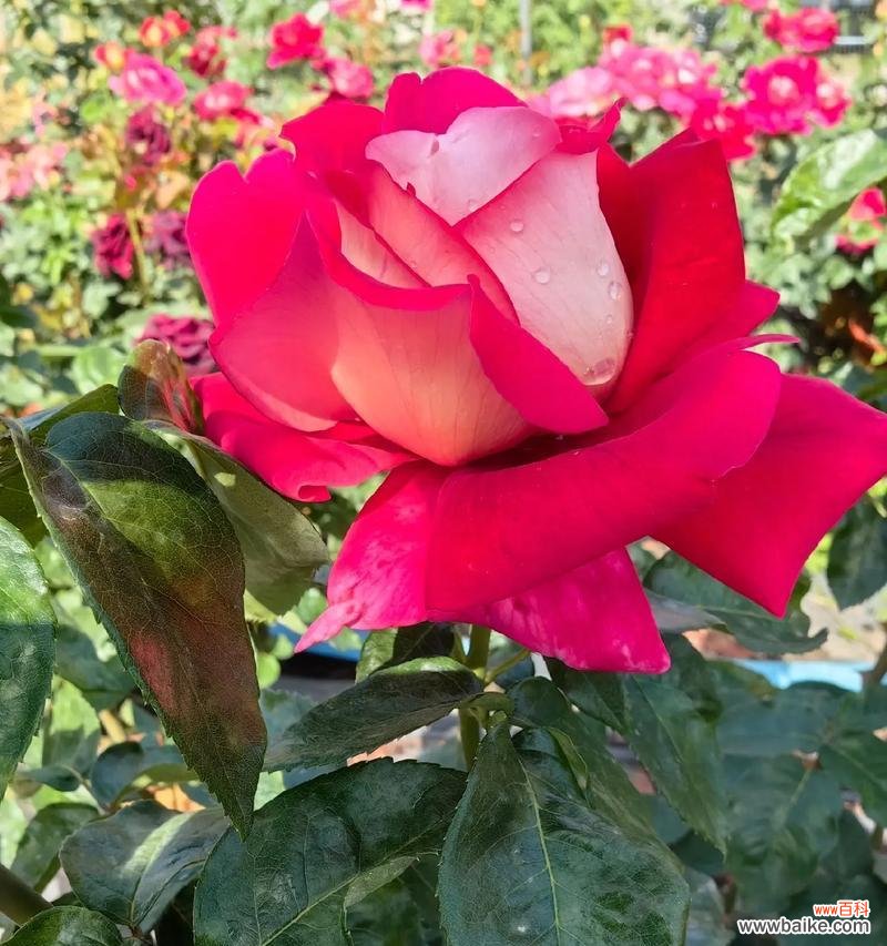 月季花颜色变化代表了什么?