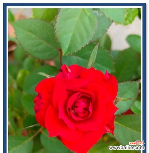 月季花颜色变化代表了什么?