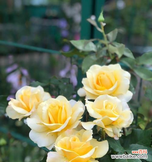 月季花颜色变化代表了什么?