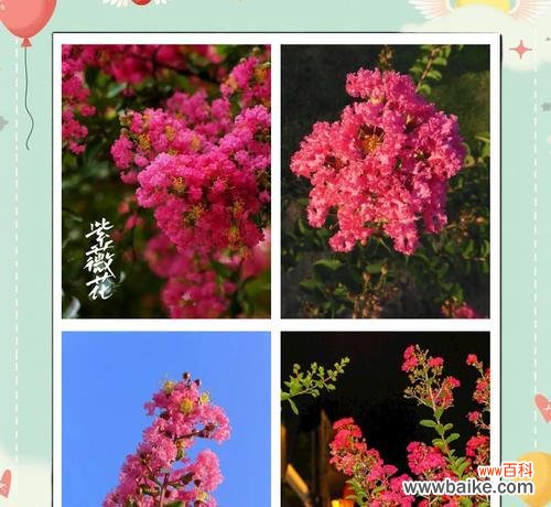 哪种花寓意好运和幸福？它们的花语是什么？
