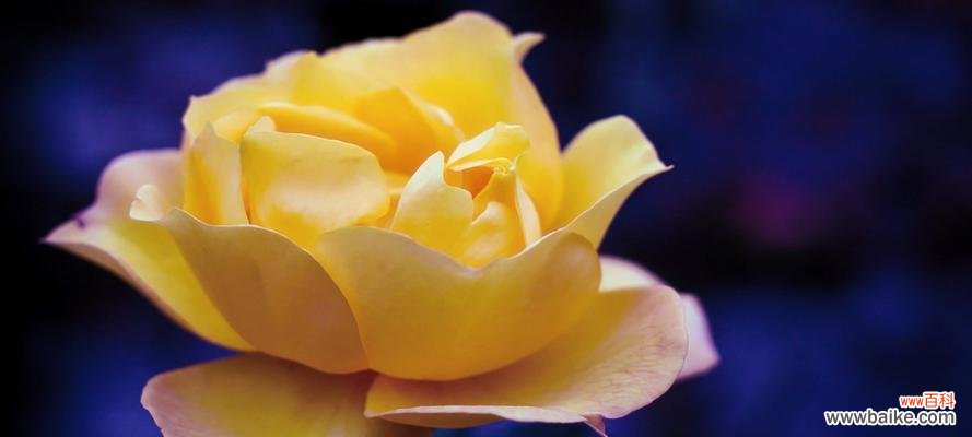 传递温暖与友谊的黄色玫瑰，花语解读与故事分享 黄色玫瑰的花语与寓意