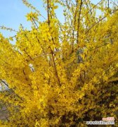 黄杨树寓意生命坚韧与希望 以黄杨树的寓意为主题的文章