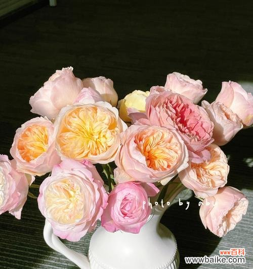 探寻混色玫瑰的情感之旅 混色玫瑰的花语与美丽心灵