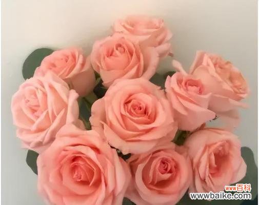 探寻混色玫瑰的情感之旅 混色玫瑰的花语与美丽心灵