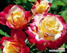 寓意愉悦与宁静，传达心灵的温暖 黄月季花