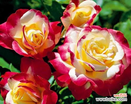 寓意愉悦与宁静，传达心灵的温暖 黄月季花