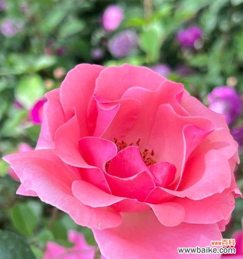 寓意愉悦与宁静，传达心灵的温暖 黄月季花