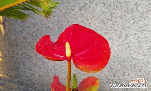 一朵绽放的奇迹——火鹤花的美丽与寓意 火鹤花