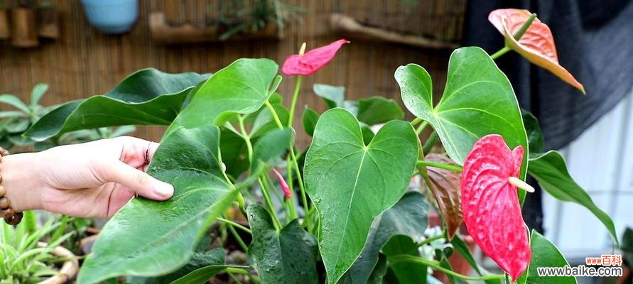 一朵绽放的奇迹——火鹤花的美丽与寓意 火鹤花