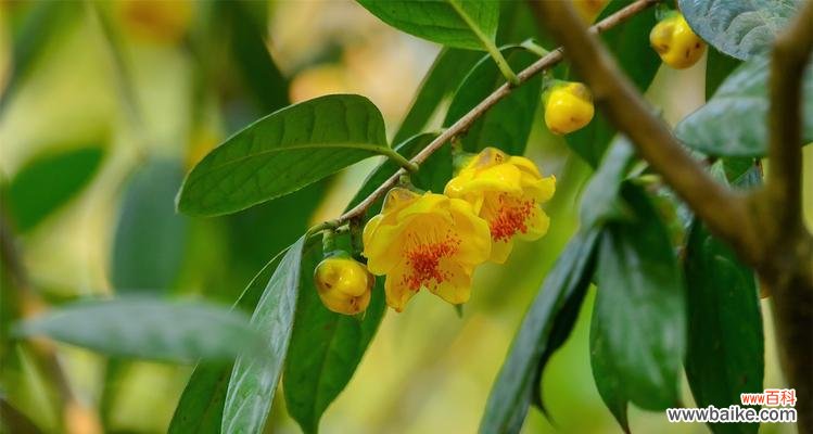 揭示生命进化之谜,重构古代生态场景 活化石植物——古老生命的见证