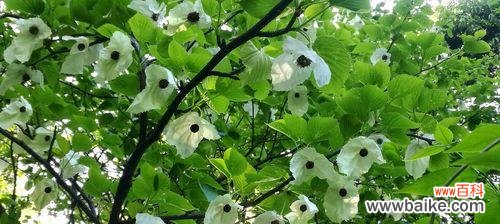 揭示生命进化之谜,重构古代生态场景 活化石植物——古老生命的见证