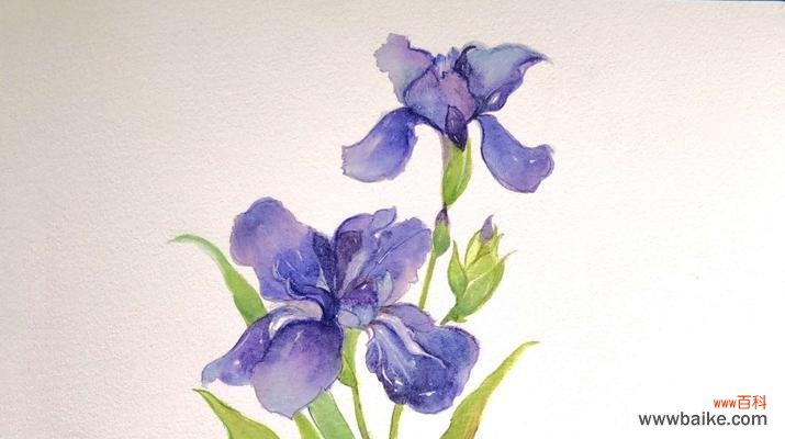 探寻火花兰花的花语与传承 火花兰花的寓意与象征