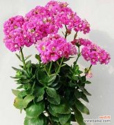 探寻火花兰花的花语与传承 火花兰花的寓意与象征