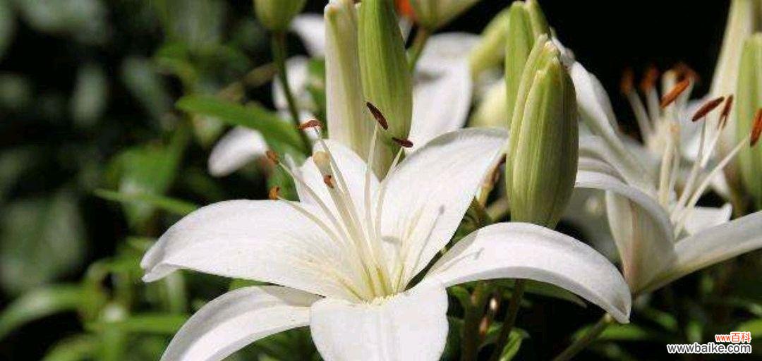 探索百合花的美丽与寓意 百合花的意义与象征