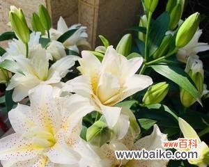 探索百合花的美丽与寓意 百合花的意义与象征