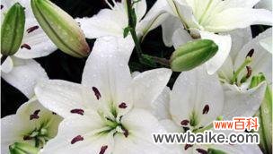 揭示白百合的深层含义 白百合花的花语和寓意