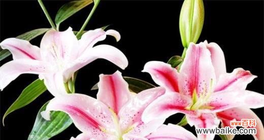 揭示白百合的深层含义 白百合花的花语和寓意