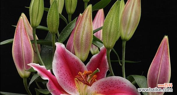 百合花的花语和文化意义 百合花