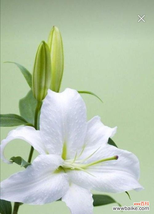 百合花的含义与象征意义 百合花