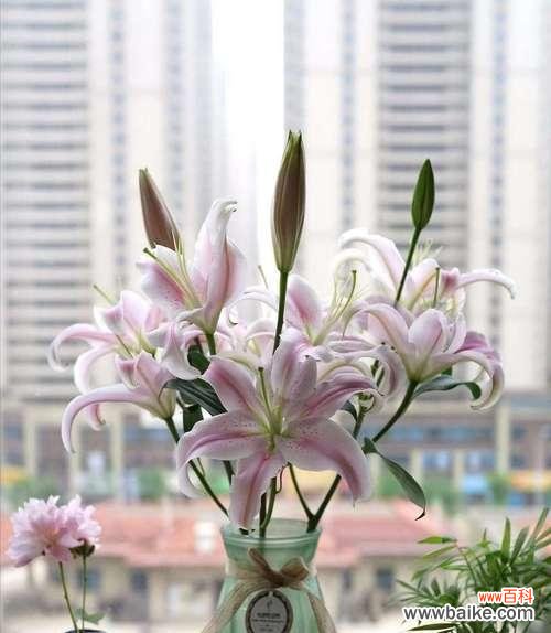 百合花的含义与象征意义 百合花