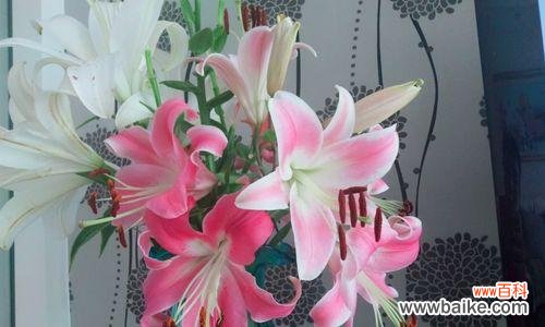 百合花的含义与象征意义 百合花