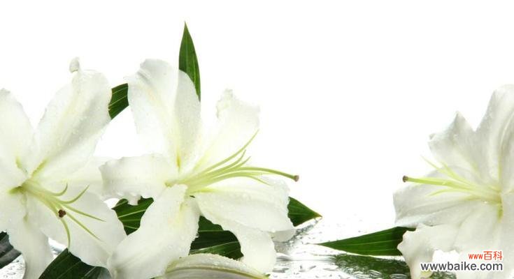 深入探讨百合花的象征意义和传达的信息 百合花的花语及含义
