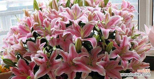 花开花落 百合与玫瑰,一朵花的浪漫传情