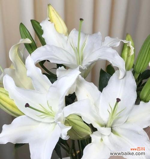 花开花落 百合与玫瑰,一朵花的浪漫传情