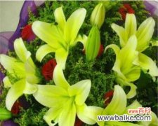 花开花落 百合与玫瑰，一朵花的浪漫传情