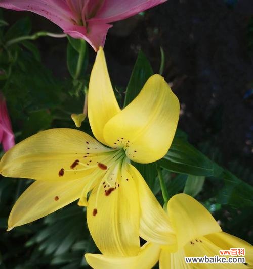 探寻百合花的内涵和美丽魅力 百合花的象征意义与美丽之融合