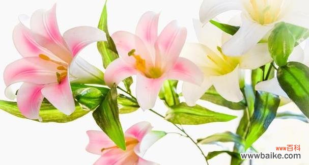 探寻百合花的内涵和美丽魅力 百合花的象征意义与美丽之融合