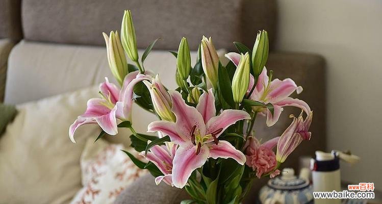 解读百合花的深刻寓意 百合花的象征意义及文化价值